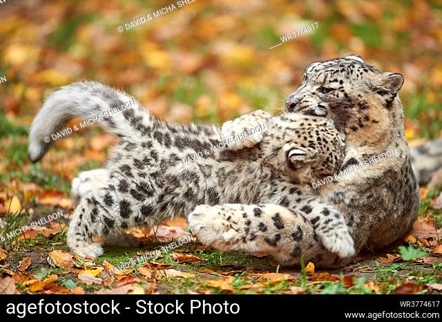 Snow leopard, Uncia uncia, Germany, Europe