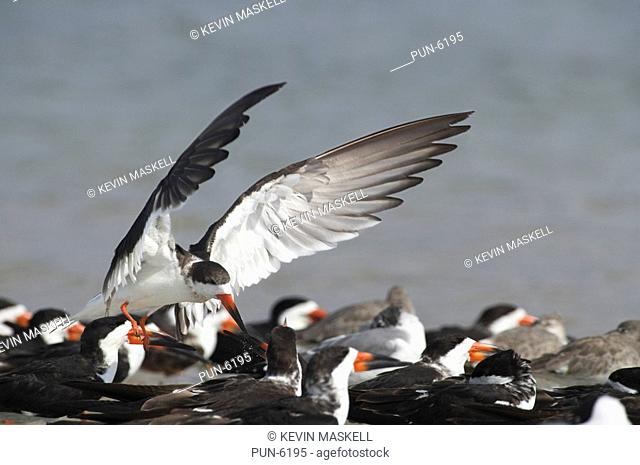 Black skimmer Rynchops niger coming in to land at roosting site on Fort de Soto, Florida, USA