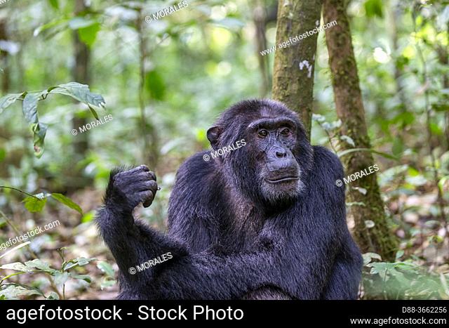 Africa, Ouganda, Parc national de Kibale, Chimpanzee (Pan troglodytes) male , Uganda, Kibale National Park