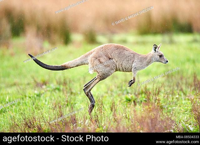 Eastern Gray Kangaroo (Macropus giganteus), meadow, side, bounce