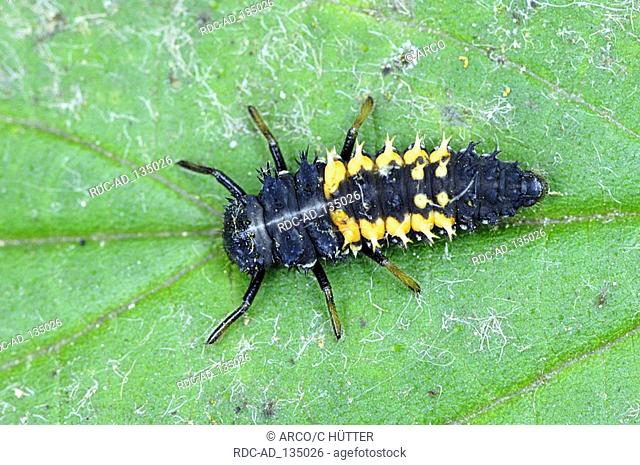 Multicolored Asian Lady Beetle larva North Rhine-Westphalia Germany Harmonia axyridis Multicolored Asian Lady Bird