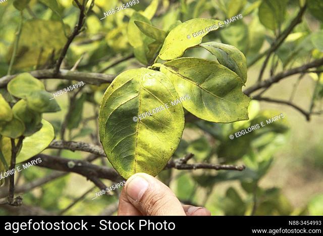 Orange citrus trees orchard heavily infected with huanglongbing yellow dragon citrus greening plague deadly disease Venezuela