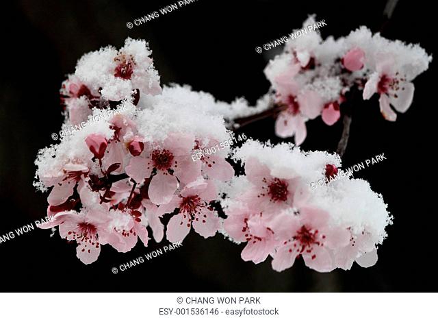 Pink Winter Cherry Blossoms in Snow