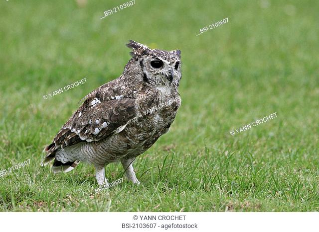 Spotted eagle owl Spotted eagle owl Bubo africanus in captivity, picture taken in Picardy, France. Bubo africanus  Spotted eagle owl  Eagle owl  Owl  Strigid...