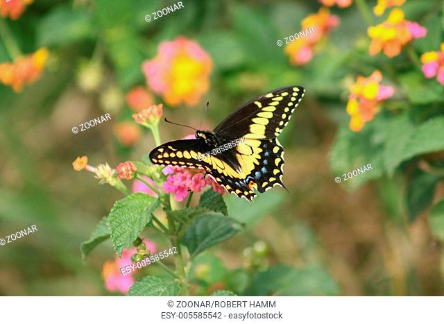 Butterfly on Yellow and Pink Flower