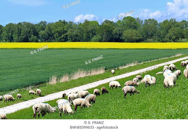 sheep on the Weser dyke in Aschwarden, Germany, Lower Saxony, Osterholz