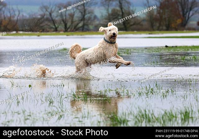 19 November 2023, Baden-Württemberg, Riedlingen: A dog jumps through the floodwater on the flooded Danube cycle path. Windy weather with slightly rising...