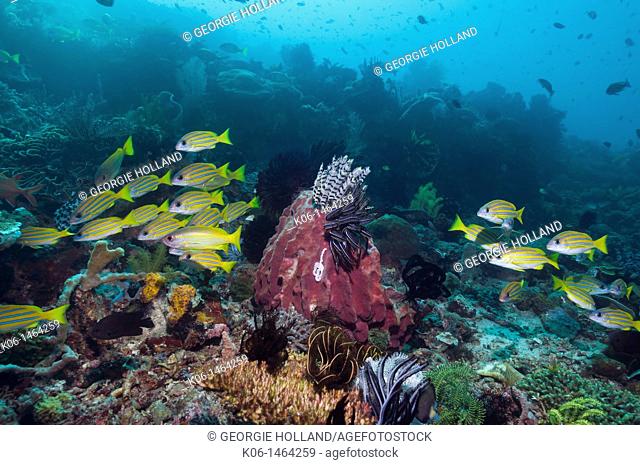Blueline snappers Lutjanus kasmira school over coral reef  Rinca, Komodo National Park, Indonesia