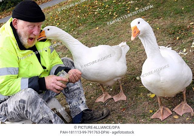 03 November 2018, Saxony, Kaditzsch: Henry Vogel ""speaks"" with his two geese ""Erich"" (M) and ""Margot"" on the village square