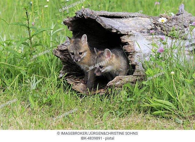 Gray foxes (Urocyon cinereoargenteus), two young animals looking curiously from a hollowed tree trunk in a flower meadow, Pine County, Minnesota, USA