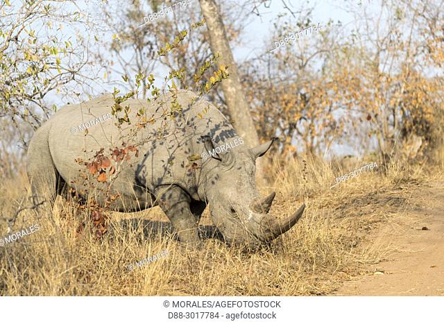 Africa, South African Republic, Mala Mala game reserve, . White rhinoceros or square-lipped rhinoceros (Ceratotherium simum)