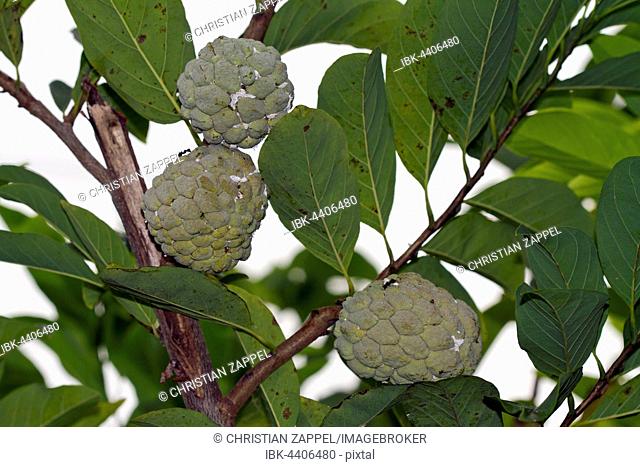 wild-sweetsop (Annona reticulata), fruit on the tree, Thailand