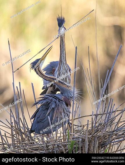26 April 2020, Baden-Wuerttemberg, Waghäusel: While its partner is already waiting on the nest in the reeds, a purple heron brings another branch onto the...