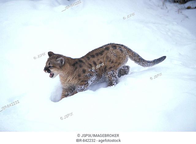 Cougar or Puma (Puma concolor) cub threatening in the snow, Montana, USA, North America