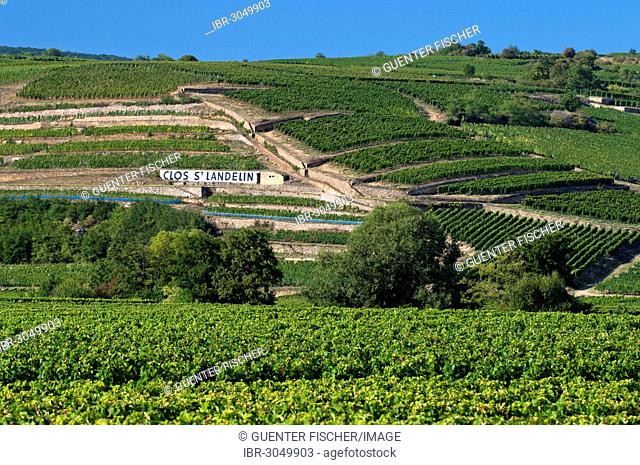 Vineyards in the Alsace Grand Cru vineyard of Clos St. Landelin between the towns of Westhalten and Rouffach