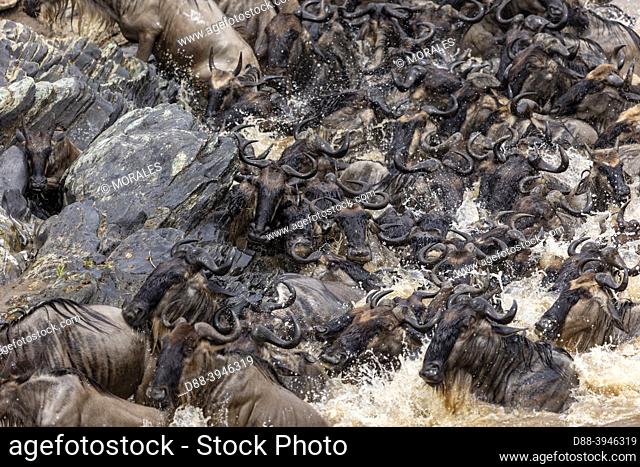 Africa, East Africa, Kenya, Masai Mara National Reserve, National Park, Wildebeest group crossing the Mara river