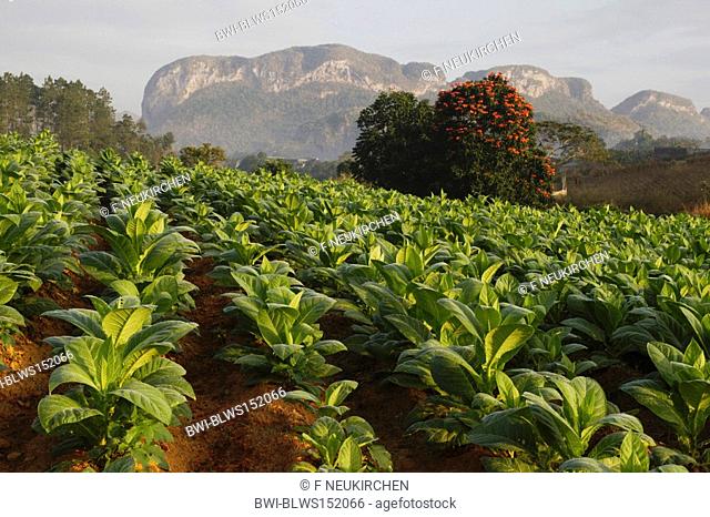 Cultivated Tobacco, Common Tobacco, Tobacco Nicotiana tabacum, tabacco field and limestone peaks, Cuba, Pinar del Rio, Valle de Vinales