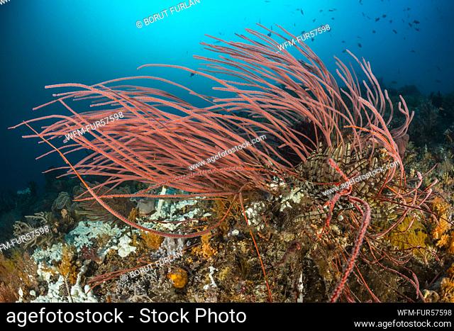 Red Whip Coral, Ellisella sp., Raja Ampat, West Papua, Indonesia