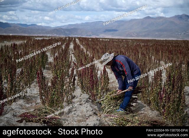 28 April 2022, Bolivia, Challapata: Smallholder farmers harvest quinoa. Quinoa is considered extremely resilient and grows even under extreme climatic...