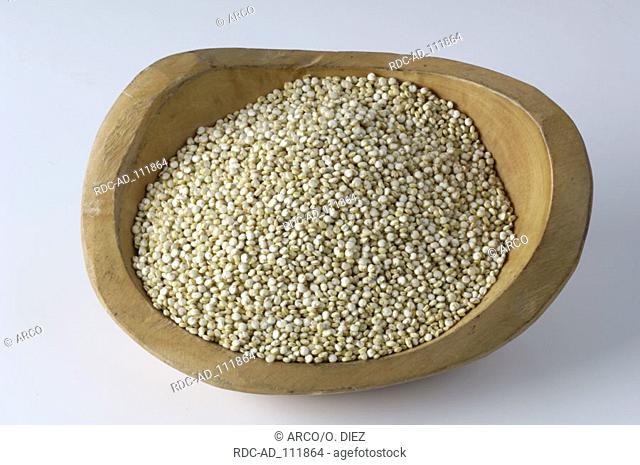 Quinoa Chenopodium quinoa
