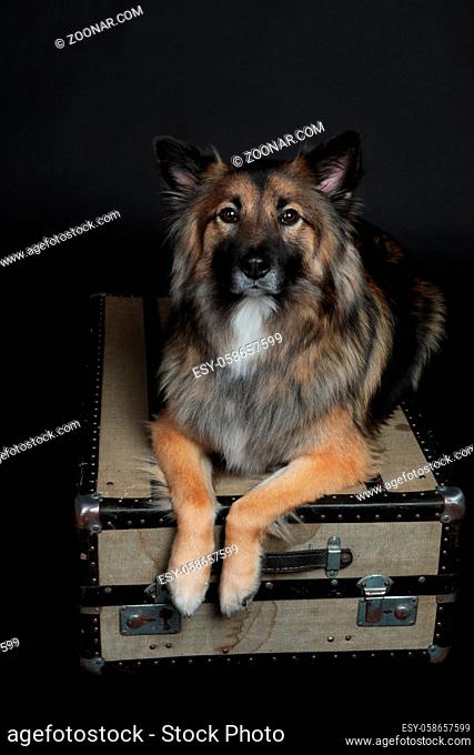 Wolfspitz lying on black background on old suitcase