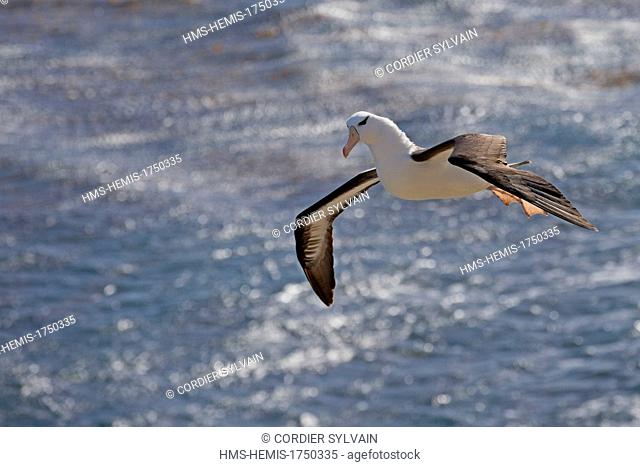 Falkland Islands, Saunders island, Black browed Albatross (Thalassarche melanophrys), in flight