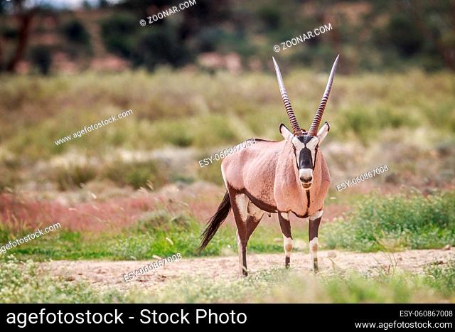 Gemsbok starring at the camera in the Kgalagadi Transfrontier Park, South Africa