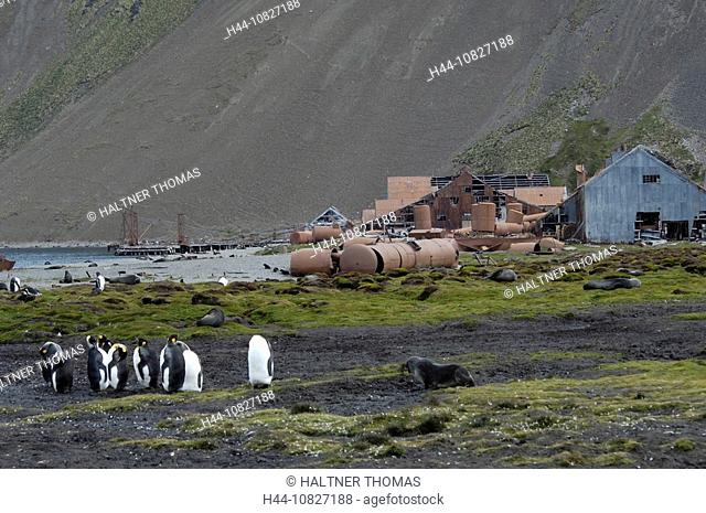 South Georgia, Island group, south Atlantic, whaling station, Stromness, abandoned, whaling, whale catcher, coast, sea
