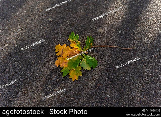 fallen small branch from an oak tree with discolored leaves in autumn on road asphalt