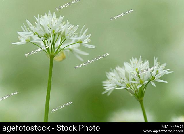 Wild garlic flowers, spring in Hainich National Park, Germany, Thuringia