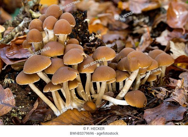 Common stump brittlestem (Psathyrella piluliformis, Psathyrelle hydrophila), on dead wood, Germany
