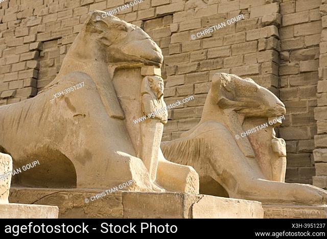 Sphinx with lionâ. . s body and ramâ. . s head of dromos access to the temple of Amon, Karnak Temple Complex, Luxor, Egypt, Northeast Africa