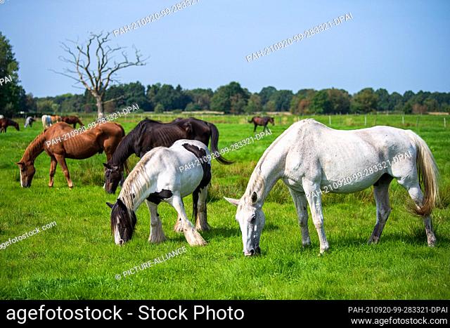 PRODUCTION - 07 September 2021, Lower Saxony, Ovelgönne: Horses grazing in a pasture. The Gnadenhof Pferdeoase is the final sanctuary for horses