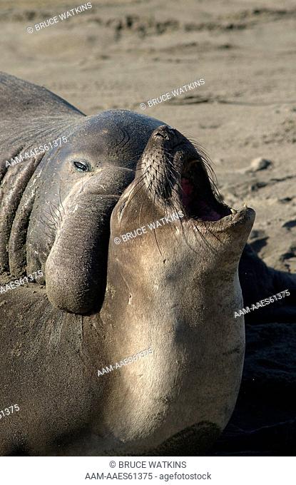 Northern Elephant Seal, male and female, mating, (Mirounga angustirostris) San Simeon, California, USA, digital capture