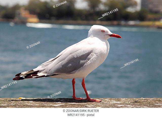 Silver Gull in Sydney
