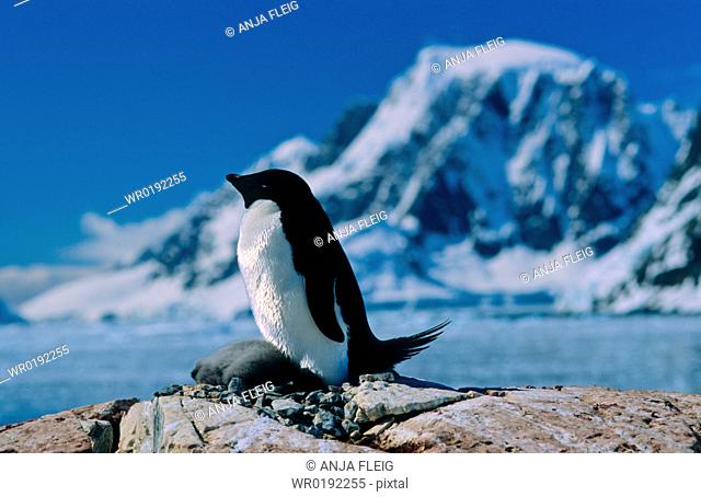 Adult AdÈlie Penguin Pygoscelis adeliae with chick lying down in an Antarctic secenery Petermann Island, Antarctica