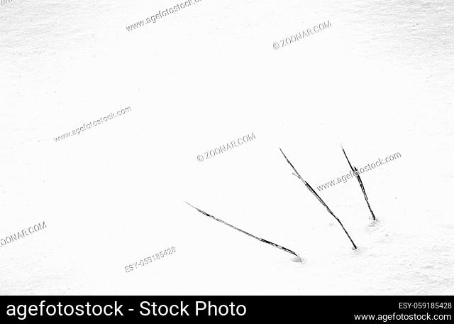 grass stalks in a field of deep snow in winter minimalist view in black and white