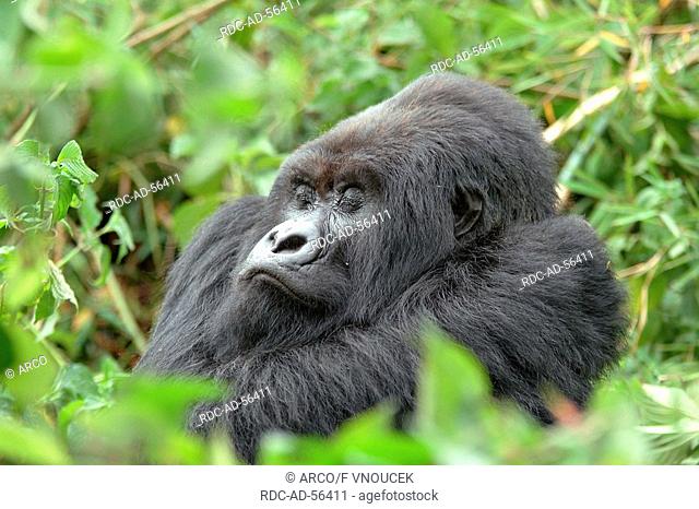 Mountain Gorilla sleeping Volcano national park Rwanda Gorilla gorilla beringei