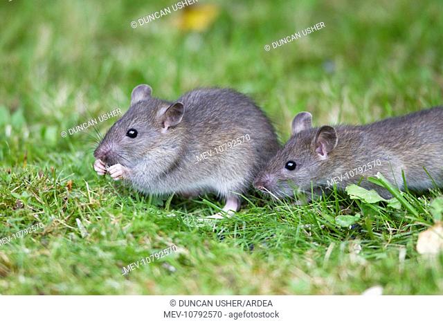 Brown Rat / Common Rat - two baby animals feeding on birdseed in garden (Rattus norvegicus)