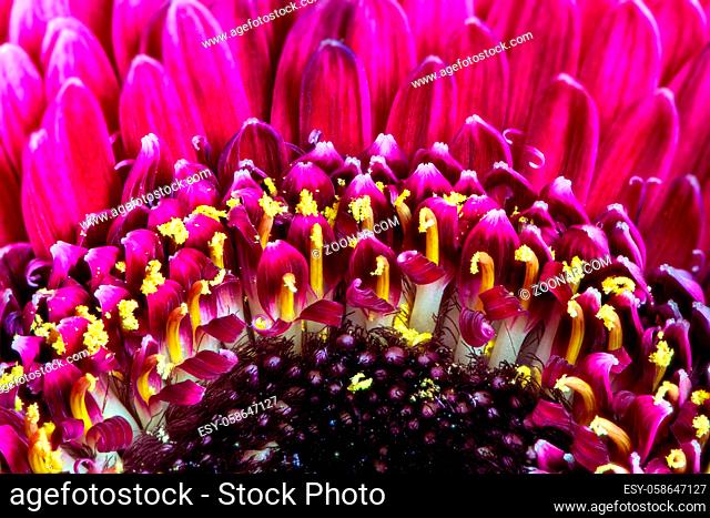 Abstract macro of a pink gerbera flower blossom