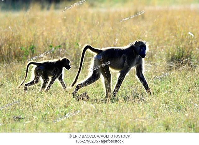 Two Chacma baboon (Papio ursinus) walking in the savanna. Hwange National Park, Zimbabwe