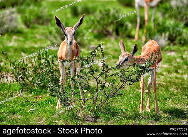 Kalahari springbok, Antidorcas hofmeyri, Etosha Wildlife Park, Republic of Namibia, Africa