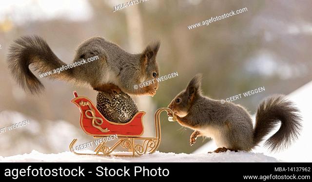 red squirrels are standing with a sledge with a egg