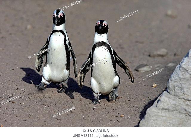Jackass Penguin, African penguin, (Spheniscus demersus), adult couple walking at beach, Betty's Bay, Stony Point Nature Reserve, Western Cape, South Africa