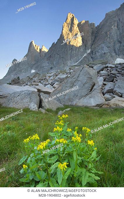 War Bonnet Peak in the Cirque of the Towers, Yellow Aster wildflowers are in the foreground, Popo Agie Wilderness, Wind River Range Wyoming