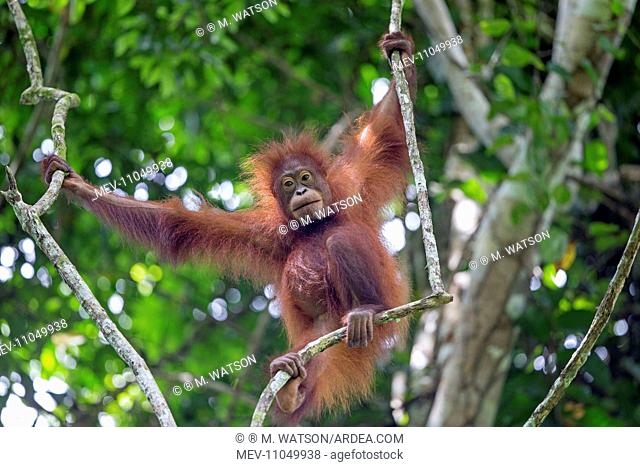Northeast Bornean Orangutan / Orang Utan young in trees Kinabatangan River, Sabah, Malaysia, Borneo, Asia