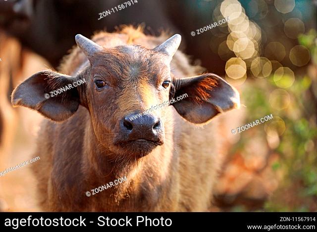 Junger Kaffernbüffel, Syncerus caffer, im Kruger Nationalpark, Südafrika, South Africa, African buffalo