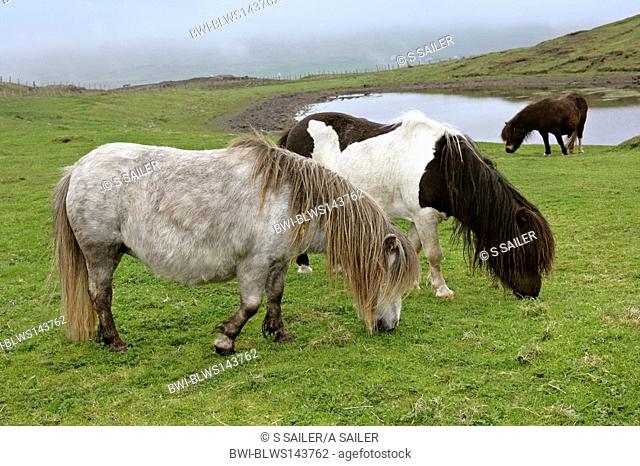 Shetland pony Equus przewalskii f. caballus, grazing herd on pasture, United Kingdom, Scotland, Shetlands Islands