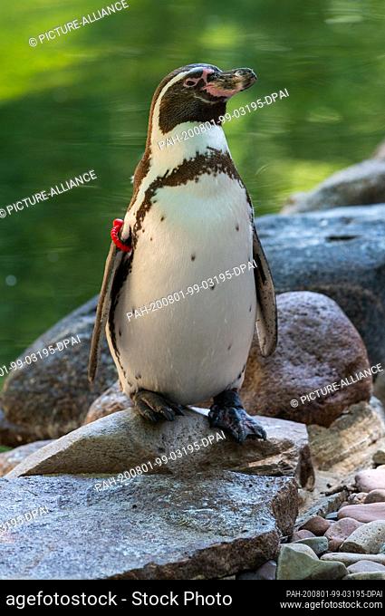 31 July 2020, Lower Saxony, Walsrode: A fully-grown Humboldt penguin stands in Weltvogelpark Walsrode by the water. The offspring of penguins and many other...