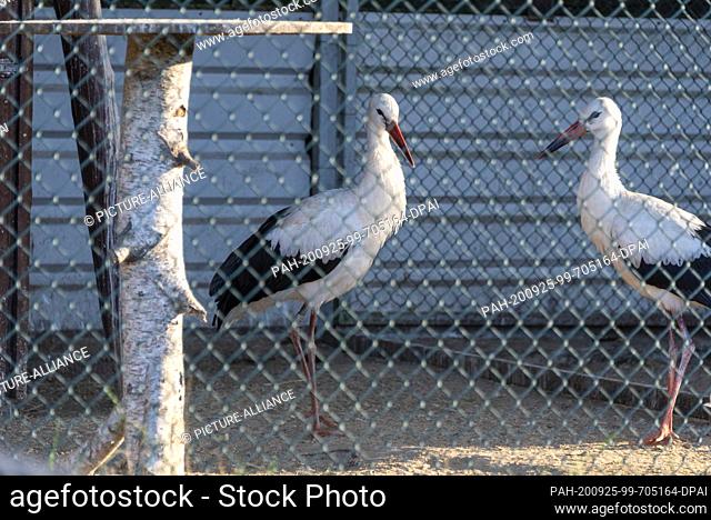 20 September 2020, Saxony-Anhalt, Loburg: Two injured white storks are standing in a cage at the Storchenhof Loburg. In the ornithological station injured white...